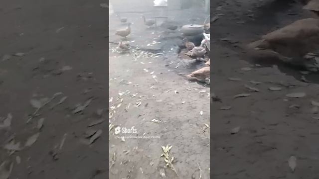 Кошка интересная такая🐱😃 смотреть онлайн