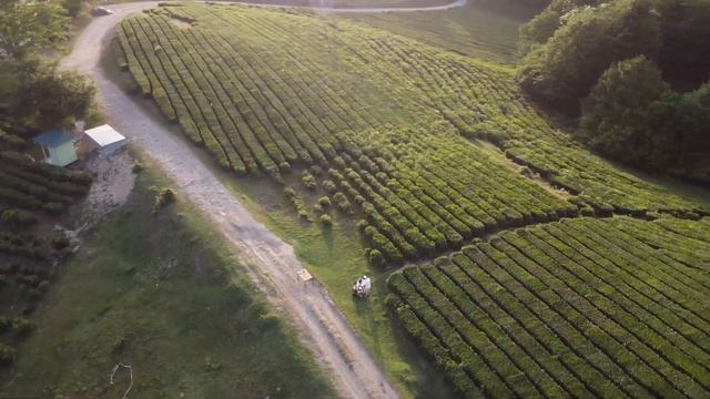 Deep House Music By Alex Lygin, Played On The Tea Plantation «Matsesta».