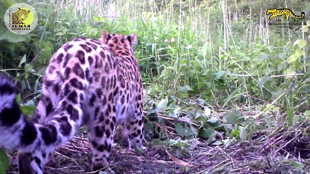 Дальневосточный леопард с добычей/Amur leopard with prey смотреть онлайн