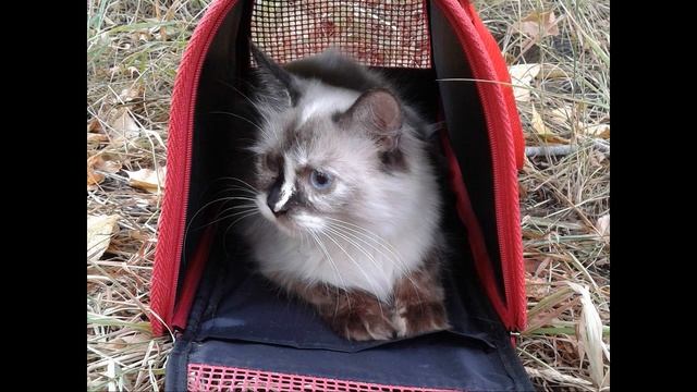 кошка Сима её голос смотреть онлайн