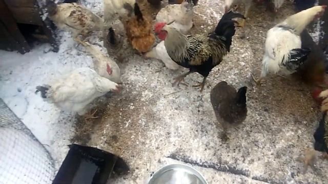 #КУРЫ  ПРОГЛОТЫ