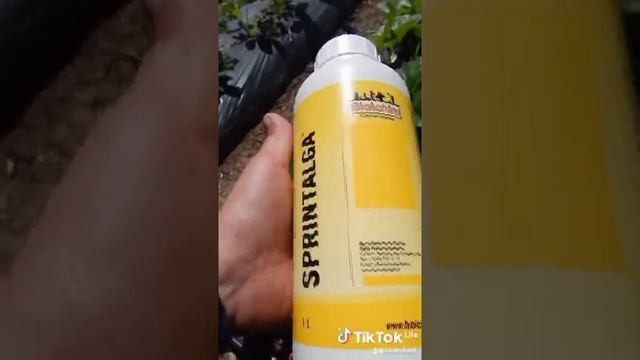 Обязательно сделайте это для хорошего урожая. Стимулятор роста корневой системы для клубники. смотреть онлайн