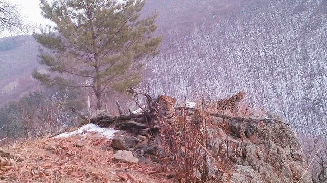 Четыре самых редких леопарда - Four rarest leopards смотреть онлайн