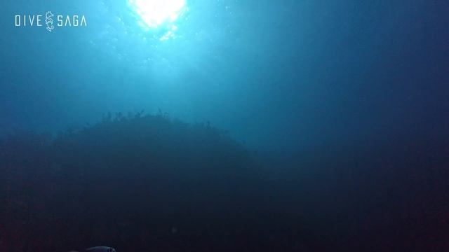 INSTA360 Ace Pro on dark dives! смотреть онлайн