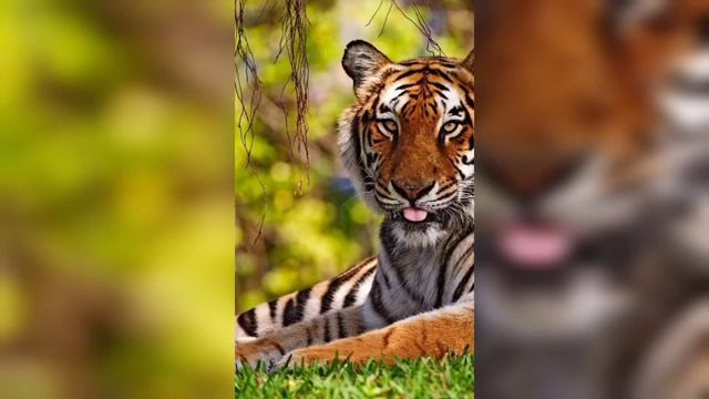 Tiger Dpz, Images, Photos, Pics | Tiger Wallpapers | Animal Wallpapers | #tigerwallpapers #tiger