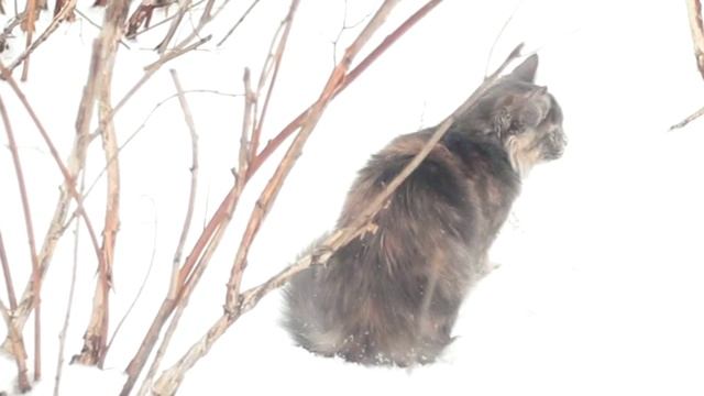 Пуша зимой.mov домашняя кошка Пуша смотреть онлайн