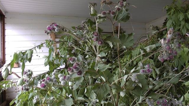 птицы на репейнике смотреть онлайн