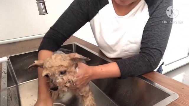 How to wash Maltese and Yorkshire Terrier Dogs at home смотреть онлайн