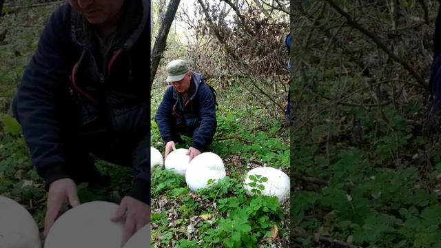 Огромные головачи. Продаю мухоморы. смотреть онлайн