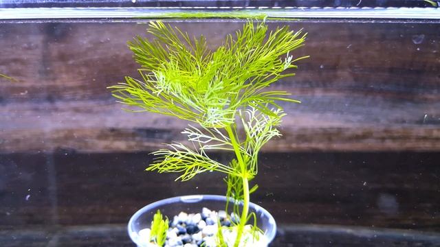 АМБУЛИЯ КОРОЛЕВСКАЯ ( Limnophila Aquatica )