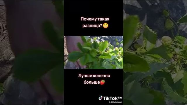 разница в клубнике #shorts Ранняя клубника. Всё о клубнике. Растим вместе. смотреть онлайн