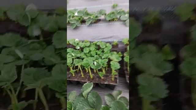 Делаем кассетную рассаду клубники #клубника #farming #дача #садоводство #огород #сад #теплица смотреть онлайн