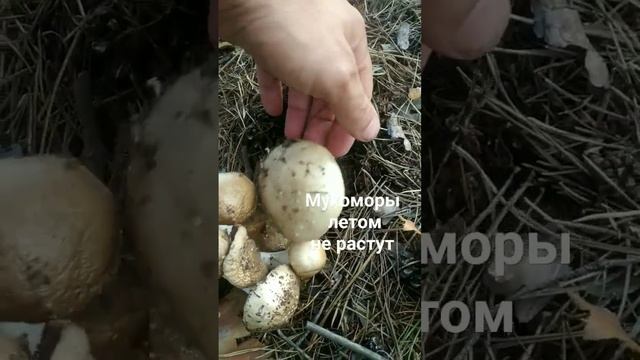 Мухоморы летом не растут. почти смотреть онлайн