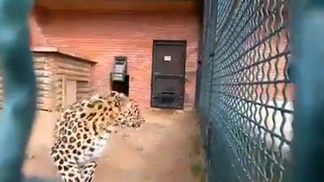 Леопарду Leo 80M подобрали первую претендентку на лапу и сердце смотреть онлайн