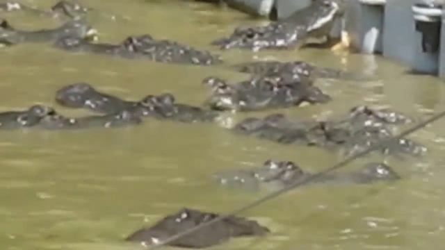 Хамат Гадэр - кормёжка крокодилов.... смотреть онлайн