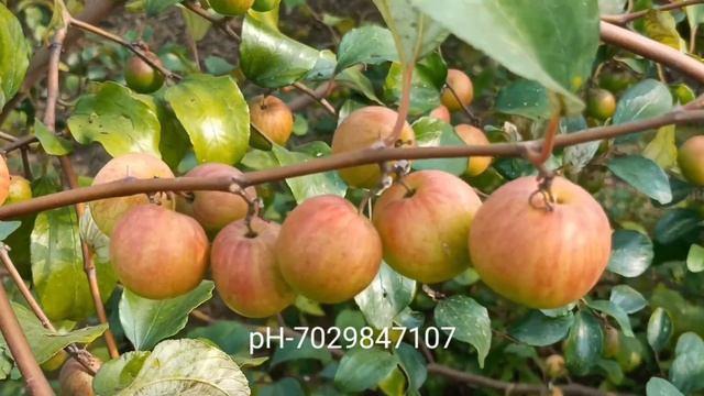 How Much Profit To Ferming Apple Ber In One Acear.7029847107 смотреть онлайн
