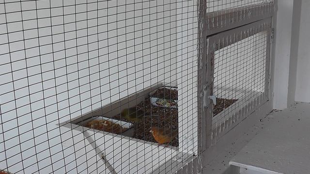 Птицы в новой вольере на кормушке смотреть онлайн