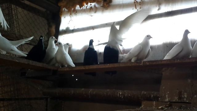 Кормление голубят пискунов // Feeding of pigeon pups смотреть онлайн