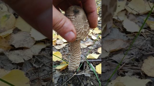 Хорошенький зонтик. Собираю и продаю мухоморы. Пишите в телеграмм https://t.me/Muhomar смотреть онлайн