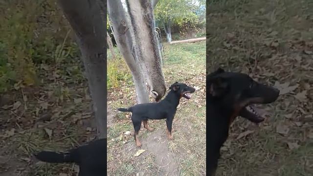 Ягдтерьер Рой тренировка смотреть онлайн