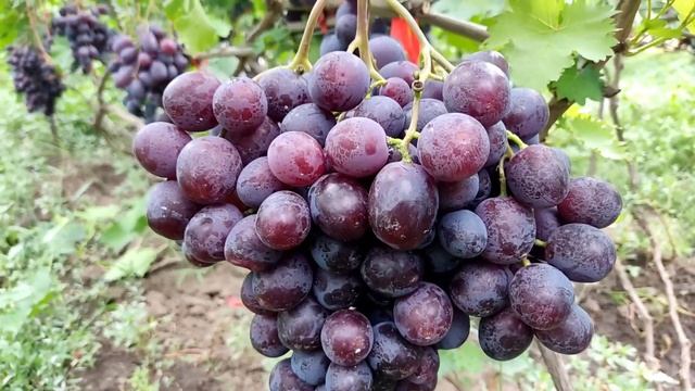 Армані - гібридна форма селекції Бурдака О.В. смотреть онлайн