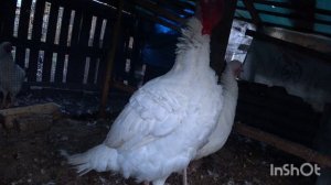 ДЕРЕВЕНЬКА МОЯ