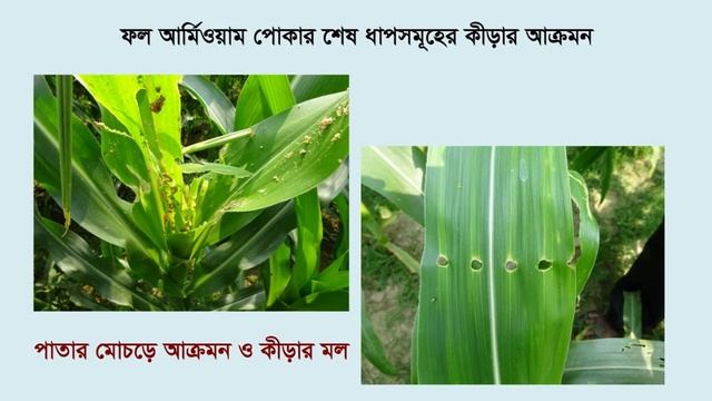FAW Training Video 1: Introduction, Identification & Monitoring of Fall Armyworm (Bangla) смотреть онлайн