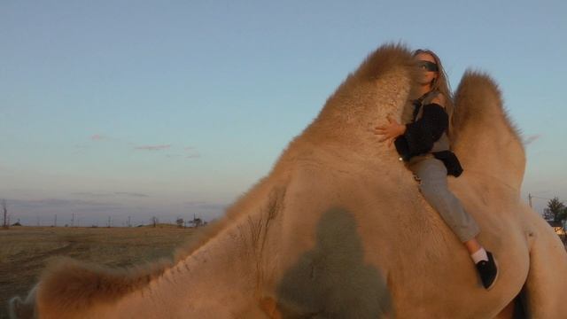 верблюды Элиста Мариэль путешествие