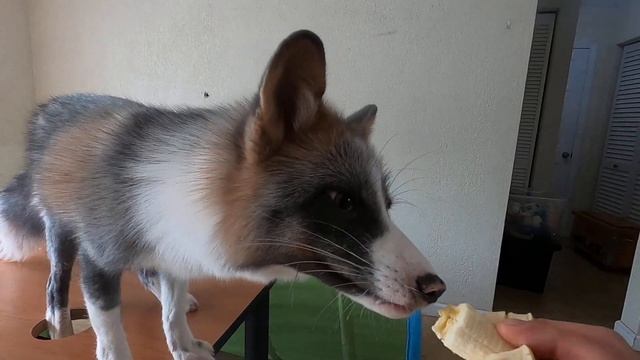 Banana eating a fox!! смотреть онлайн