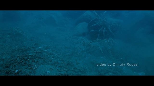 Кормовая миграция камчатского краба (видео - Дмитрий Рудась) смотреть онлайн