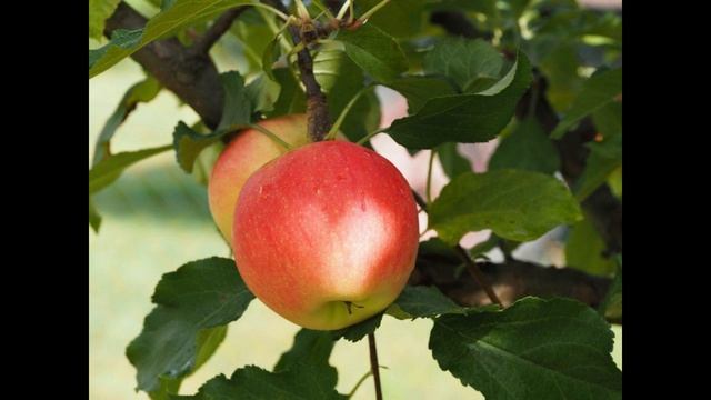 One Apple in a day Keeps a Doctor Away Benefits of Apples смотреть онлайн