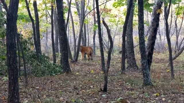Новые для науки «дерзкие» амурские тигры смотреть онлайн