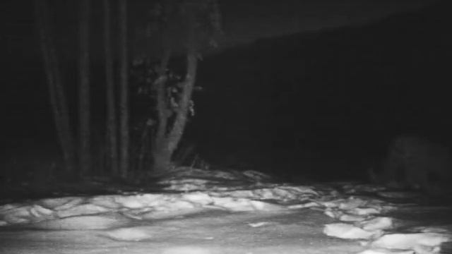Переход леопарда через Нарвинский тоннель \ Amur leopard and eco tunnel смотреть онлайн