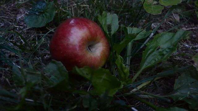 Leon Smith - The Apple Doesn't Fall Far From The Tree смотреть онлайн