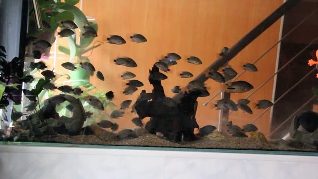 Вспомогательный аквариум-КОРМОВИК-подростовик....... смотреть онлайн