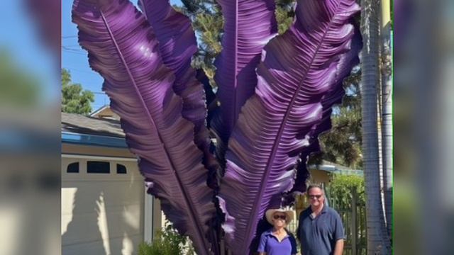 Сказочно великолепные деревья 🌳🌴нашей планеты🌳🌵🐉 смотреть онлайн