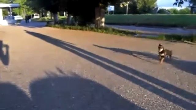 Рославль. Тимати-зверь. смотреть онлайн