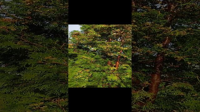 Туя после мойки кернером.