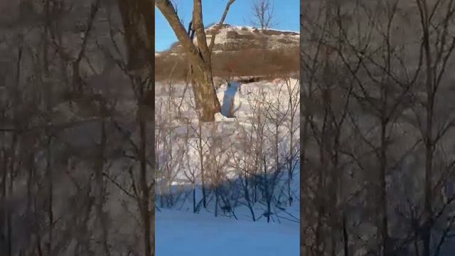 Леопард у дороги смотреть онлайн