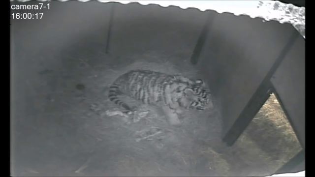 Первый выход из вольера спасенного тигренка/First appearance outside of the cage for the rescued cub смотреть онлайн