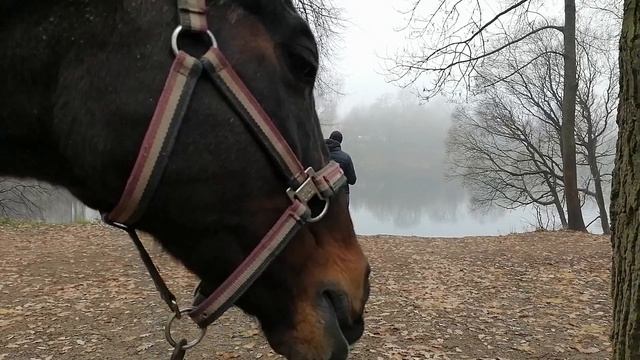 ПРОГУЛКА В ТУМАНЕ с конём смотреть онлайн
