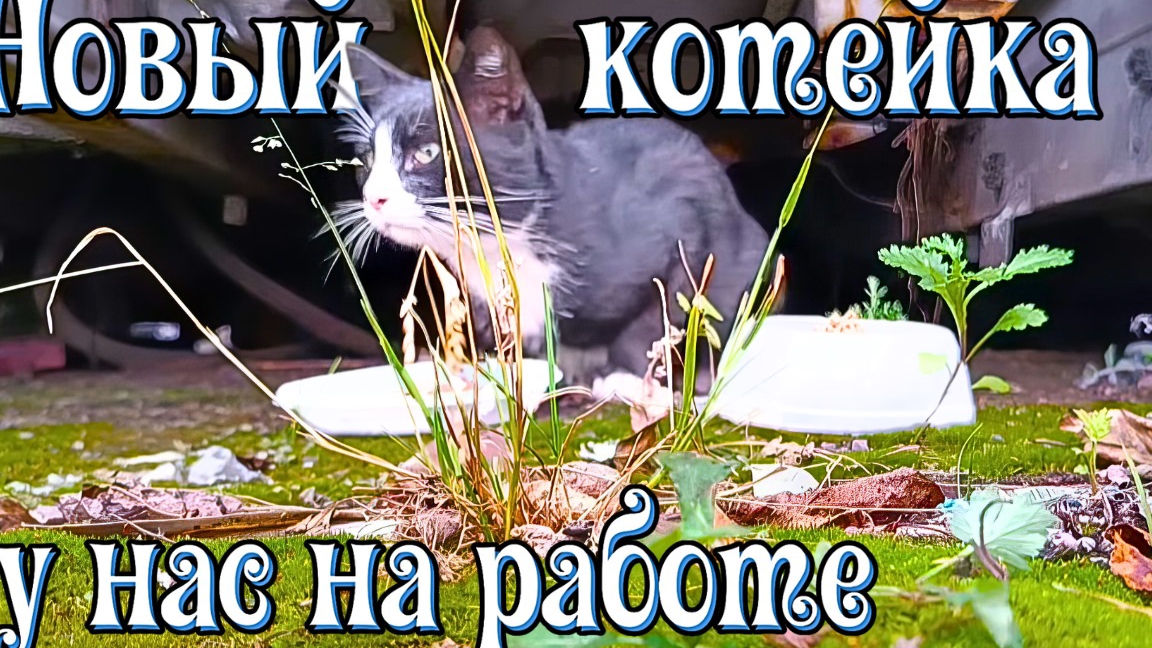 Новый котейка у нас на работе. смотреть онлайн