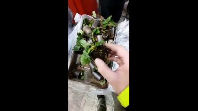 Отзыв о рассаде клубники. Из Крыма в Санкт-Петербург. смотреть онлайн