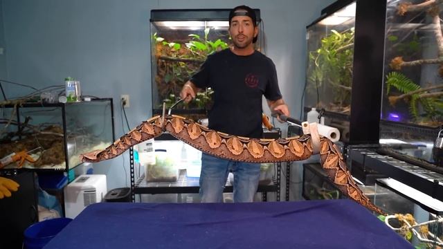 HUGE Gaboon Viper! смотреть онлайн