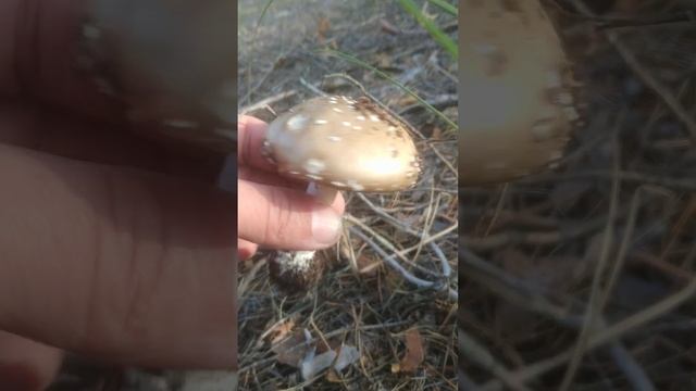 Мухоморы в августе. Ежовик гребенчатый, мухоморы, выращиваю, собираю, продаю. в телеграмм @Muhomar смотреть онлайн