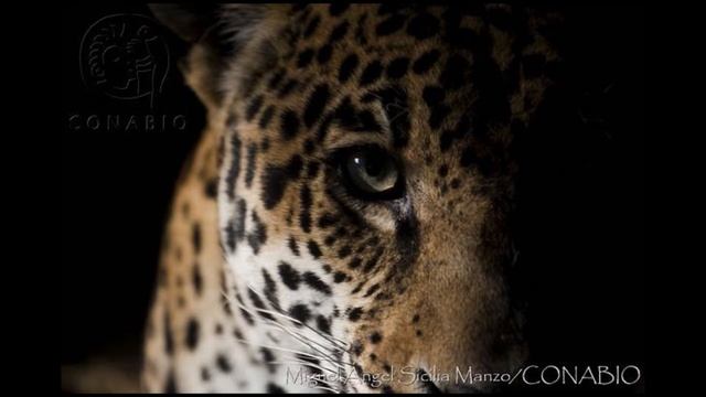 Jaguar / Panthera onca смотреть онлайн