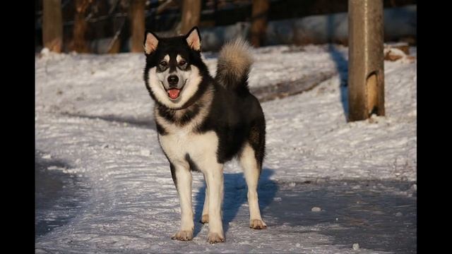 Аляскинский маламут (Alaskan Malamute)