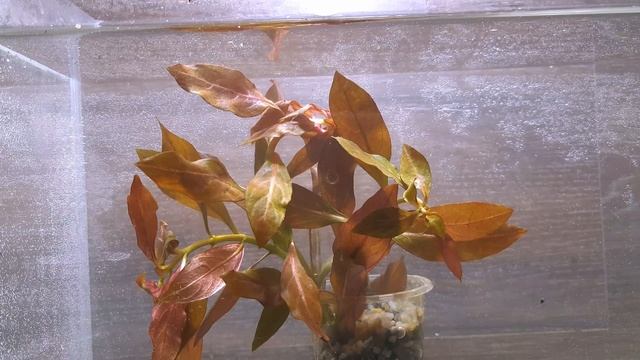 ДРАГОЦЕННАЯ ЛЮДВИГИЯ РУБИН. Ludwigia Repens «Rubin»