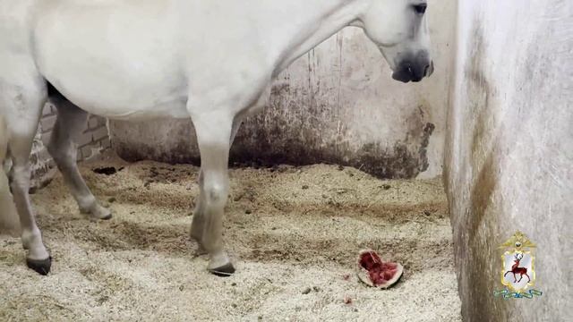 Профориентационное мероприятие провели полицейские и общественники для школьников смотреть онлайн