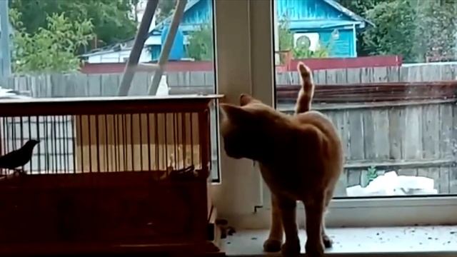 Видео друзей смотреть онлайн